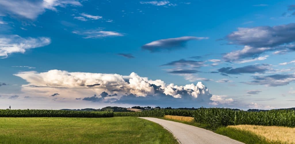 Rows of corn and soybeans growing across a Midwestern farm field