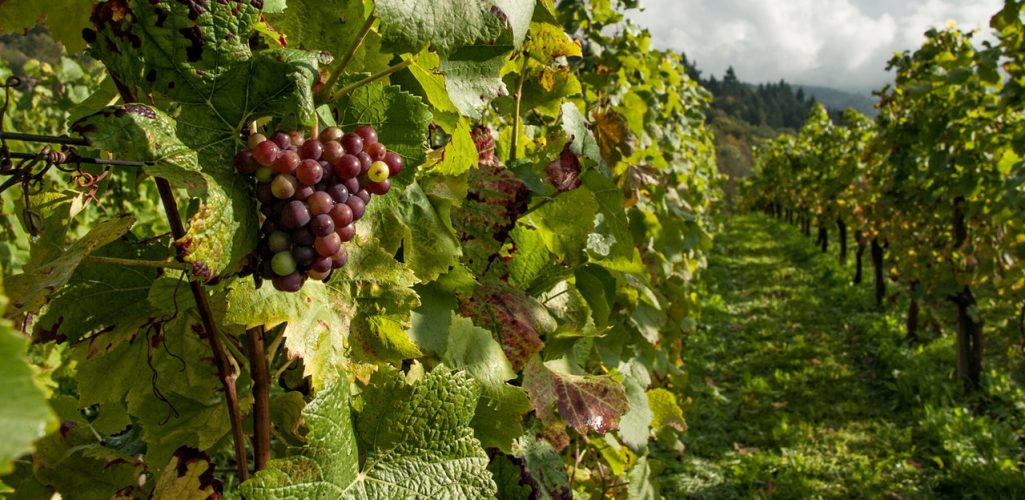 Winery Insurance