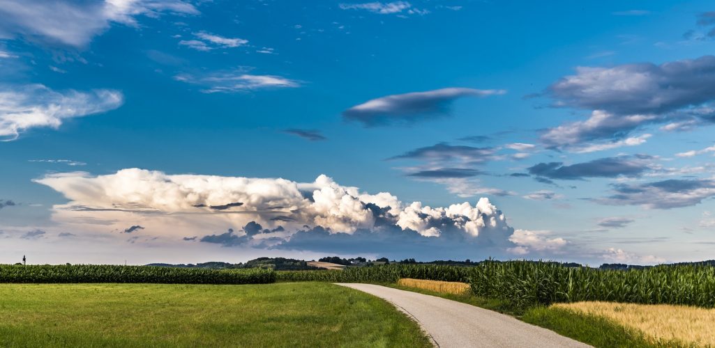 farm crops in field